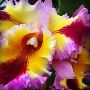 Meet your Posher, Angie